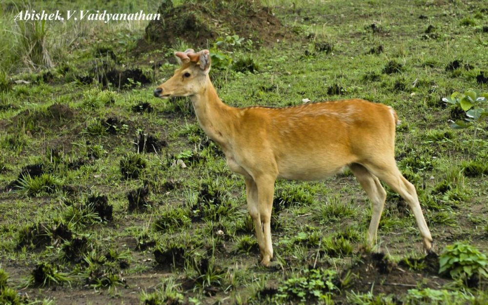 WhatsApp Image 2018-01-19 at 3.43.17 PM